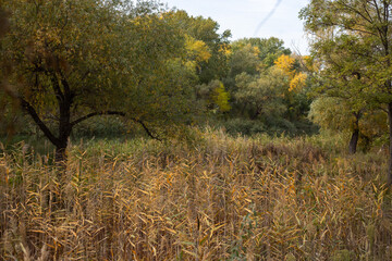 Beauty of Autumn Nature Forest Pond and Yellow Leaves