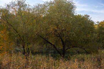 Beauty of Autumn Nature Forest Pond and Yellow Leaves