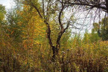 Beauty of Autumn Nature Forest Pond and Yellow Leaves