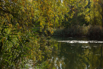 Beauty of Autumn Nature Forest Pond and Yellow Leaves