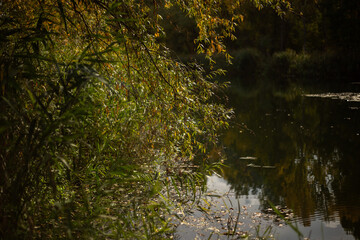 Beauty of Autumn Nature Forest Pond and Yellow Leaves