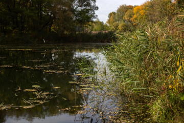 Beauty of Autumn Nature Forest Pond and Yellow Leaves