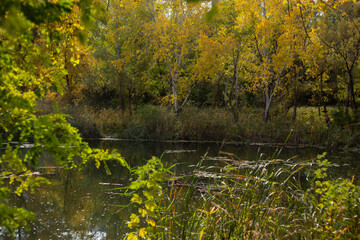 Beauty of Autumn Nature Forest Pond and Yellow Leaves