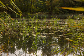 Beauty of Autumn Nature Forest Pond and Yellow Leaves