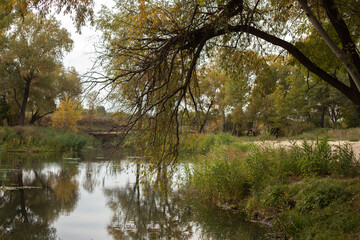 Beauty of Autumn Nature Forest Pond and Yellow Leaves