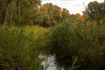 Beauty of Autumn Nature Forest Pond and Yellow Leaves