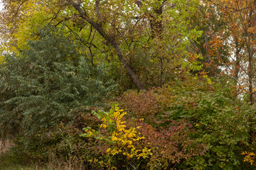 Beauty of Autumn Nature Forest Pond and Yellow Leaves