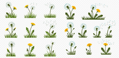 Vector illustration set of dandelions in different stages, from yellow flowers to white seed heads with seeds blowing in the wind, growing in green grass.
