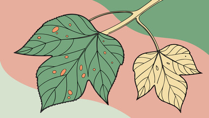 Leaf affected by fungal infection isolated on a green  greenery background.  Signs of plant blight and powdery mildew visible on the surface.