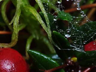 A beautiful, vibrant view, in macro, of dewdrops on a spider web on an early autumn or spring morning, green leaves and twigs of moss, and red, juicy, fresh, ripe cranberries in a swamp in the forest.