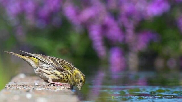 A siskin (Carduelis spinus) drinking water while bending over at the water's edge in front of purple flowers. A moment of refreshment in nature.