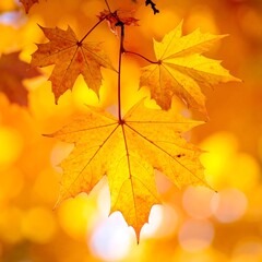 Obraz premium Vibrant image of three golden autumn maple leaves