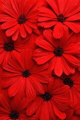 Obraz premium Vivid red flowers with large petals and dark centers create a striking and vibrant floral display.
