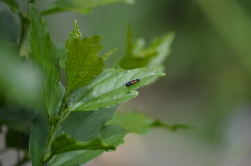 ladybug larva on a leaf