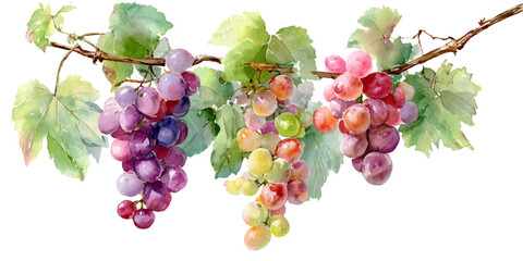 Three bunches of ripe grapes with green leaves hanging from a vine isolated on white background