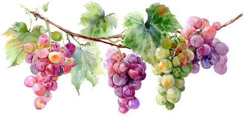 Watercolor painting of a vine with clusters of ripe grapes and green leaves isolated on white background