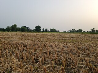 Obraz premium Left over of wheat fields 