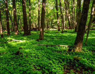 Obraz premium Forest with dense growth of oxalis (wood sorrel) with clover-like leaves covering the shaded forest floor
