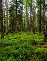 Obraz premium Forest with dense layer of clubmoss and low green ground cover under diffused overcast daylight in summer