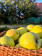 Fresh green apples in a wicker basket on sunny outdoor background  
