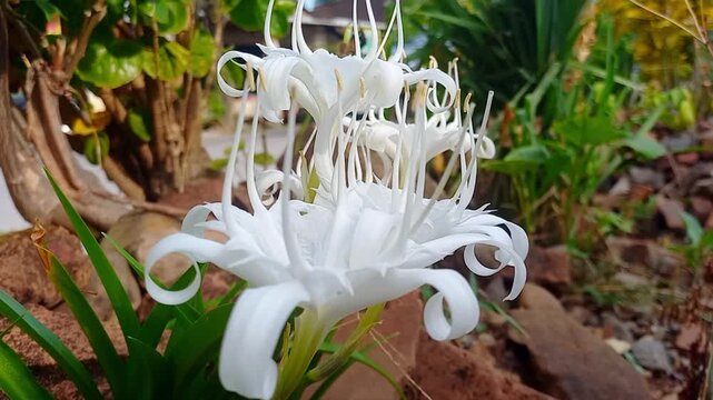 White spider lily (Crinum asiaticum) blooming in garden close-up