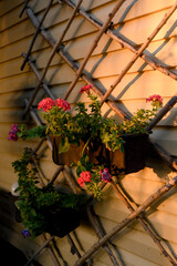 Red and pink flowers in pots hang on a wooden trellis