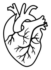 Human heart icon illustration on transparent background