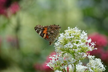 butterfly on a white flower