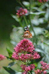 butterfly on a pink flower