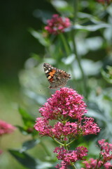 butterfly on a pink flower