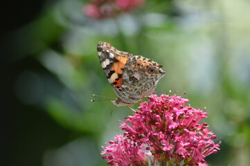 butterfly on a pink flower