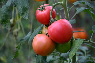 Red green and yellow tomatoes in a farmer's greenhouse. healthy vegetables