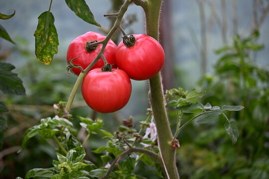 Red green and yellow tomatoes in a farmer's greenhouse. healthy vegetables - Powered by Adobe