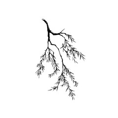 Fototapeta premium Black and white botanical illustration of a willow tree branch with leaves vector drawing for design element