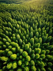 Aerial shot of a dense green forest canopy bathed in sunlight