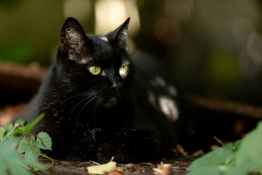 Close-up of a black cat with green eyes - Powered by Adobe