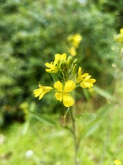 yellow flowers on green background