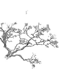 Obraz premium Detailed black and white tree branch drawing illustration for nature and botanical art enthusiasts project use