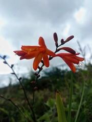 Obraz premium red flower against blue sky
