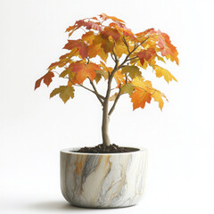 A small tree with vibrant autumn leaves.