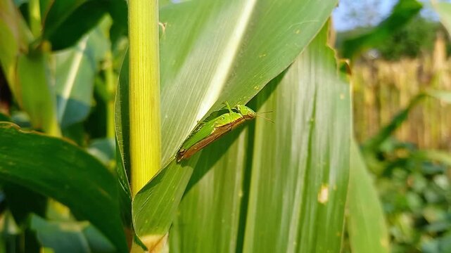 Green grasshopper perched on corn leaf in natural sunlight