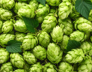 Fresh Hop Cones and Leaves Flat Lay with Natural Shadows, Isolated on Transparent Background