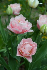 Fototapeta premium pink tulips