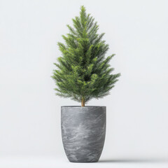 Compact green tree in modern pot.