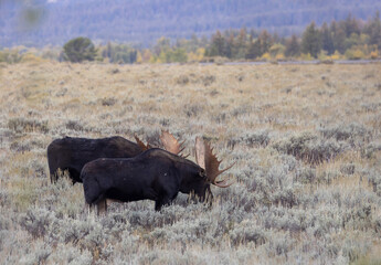 Pair of Bull Moose in Autumn in Grand Teton National Park Wyoming 