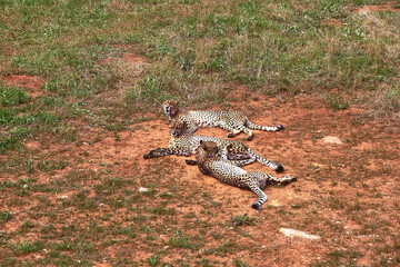 Three gepards lying on the grass of the savannah