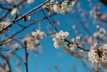 Cherry Blossom Tranquility: Butterfly Perched in Soft Light