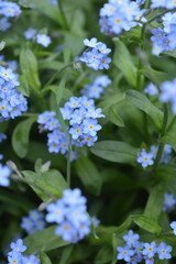 forget me not flowers