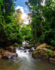 Lush rainforest creek flowing through rocks