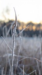 Obraz premium Frost rim on dry grass blades in open field under pale winter sunrise